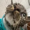 snack_thief_detected