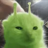 peabrainedgirl