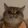 vyv4ns3