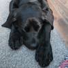 kane_thepup