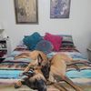 malinois2