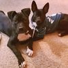 dobbyandmya