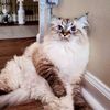 celeste_the_siberian