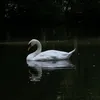 aiyabosssy