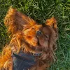 Toffee