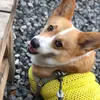 shinthecorgi