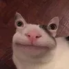 lisaasoophiiee