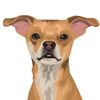 sir_duke_of_mutts
