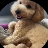 vanezmu1