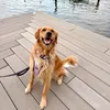 honeyonthecoast