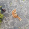 mirafastawa