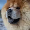 danielrefsing