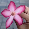 amelcc0
