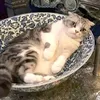 ptylaaa