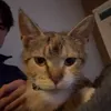 mooskymoo2