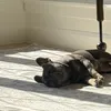 frenchieloverduh