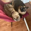 siamtwinz