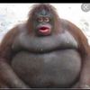mollythesavegepotato