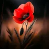 arld811