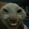 certifiedturtle7