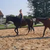 twodumbthoroughbreds