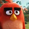 angry_bird01