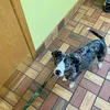 remington.wiggles