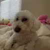 vvivi.an