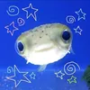 gekkoeko