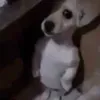 stfusayray