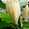 cempaka_6022