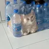 terezkafaktnechceban