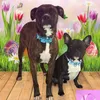 stella_thedawg