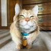 miaomst