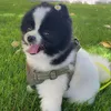 Harley