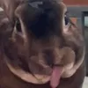 gbfzdshknk