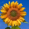 sunflowers_3434
