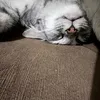 itytweety
