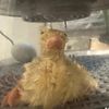 queefatron