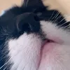 4lliekat