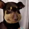 baddiesdawg