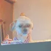 lea.haskiya