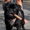 dozerthepug