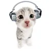 imetthesecats
