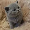 saabrislifexmiauw34