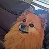 the_flueffypup