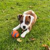 guusthestaffy
