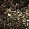 username12396440