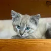 chessterthecat