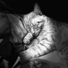 snorrrrring